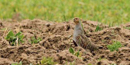 Grenzlinien trennen Rebhuhnreviere voneinander ab und bieten so die Möglichkeit für eine höhere Dichte.