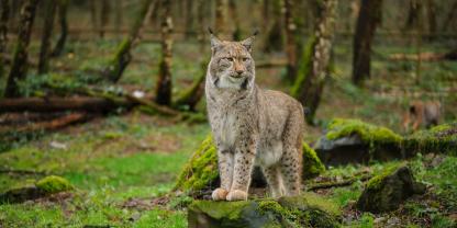 Zum Luchs in Thüringen gibt es Neuigkeiten.