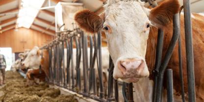 Die Zahl der Biomilchbetriebe ist einigen EU-Ländern um bis zu 15 Prozent gesunken.