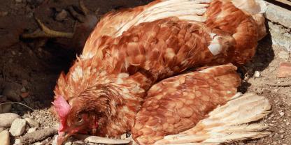 Zum zweiten Mal innerhalb kurzer Zeit ist in einem deutschen Geflügelbetrieb die Newcastle Disease (ND) ausgebrochen (Symbolbild).