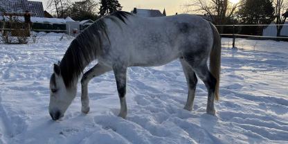 Freie Bewegung an der frischen Luft ist auch im Winter wichtig, doch die kalte und trockene Luft fordert die Pferdelunge besonders.