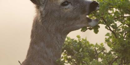 Ein Antrag auf eine Software zum Verbissschutz wird nun in einer Ratssitzung diskutiert.