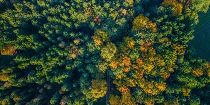 Das große Ganze zu überblicken und dabei das Detail nicht aus den Augen zu verlieren, ist auch bei der Fernerkundung von Wäldern von Bedeutung.