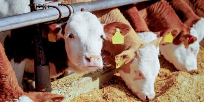 Rindermast-AdobeStock_81405215