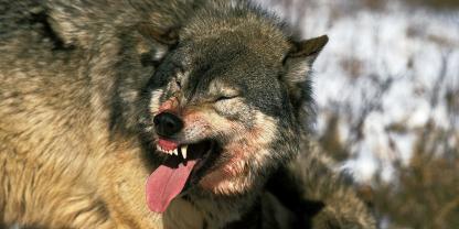 Der zum Abschuss freigegebene Wolf darf vorerst nicht geschossen werden.
