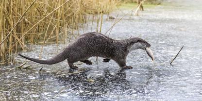 Als Fischräuber wurde der Otter früher stark bejagt.