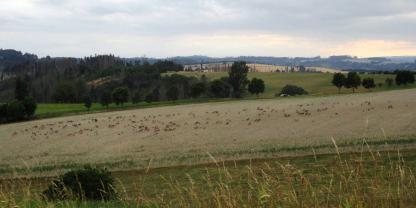 Seit Jahren schon verursachen in Ostthüringen große Muffel-Rudel enorme Wildschäden auf Ackerflächen.