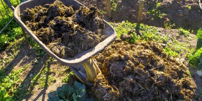 Kompostierter Mist ist ein gehaltvoller organischer Dünger.