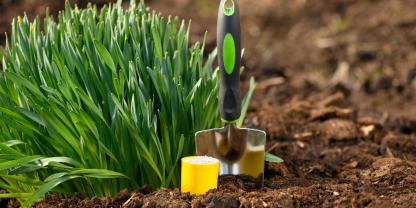 Auch Narzissen freuen sich über eine Düngergabe im zeitigen Frühjahr.