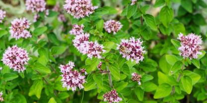 Ein Kraut mit elliptischen Blättchen und Büscheln von rosa Blüten
