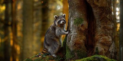 Der Waschbär hat sich rasant in Deutschland ausgebreitet und kommt mittlerweile in allen Bundesländern vor.