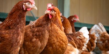 Endlich bevölkern wieder Legehennen den Geflügelhof von Landwirt Holger Nöhrnberg. Er hat nach dem verheerenden Vogelgrippe-Ausbruch den Neuanfang mit Junghennen gewagt (Symbolbild).