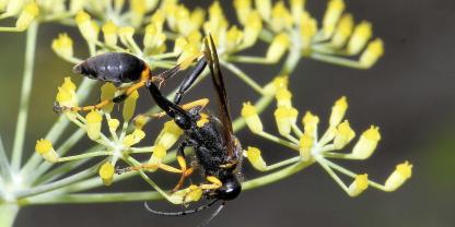 Die Amerikanische Mörtelwespe (Sceliphron caementarium) ist an ihrer schlanken Körperform und dem langen Hinterleibsstiel gut zu erkennen.