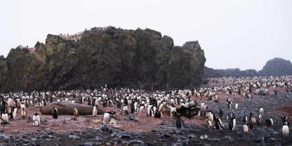 antarktis-pinguin-robben_AdobeStock_1903801453