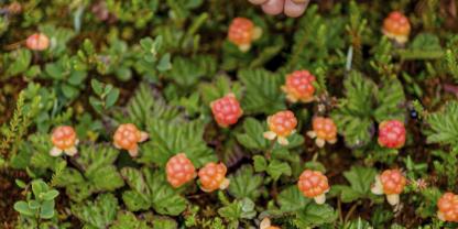 Moltebeere: Das Wahrzeichen Lapplands wächst auch bei uns: im Halbschatten auf saurem Boden.