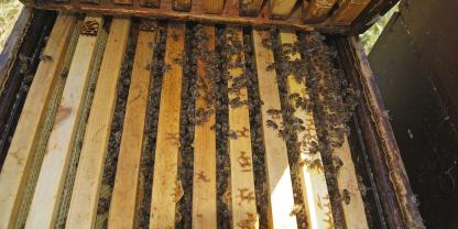 Ein Blick auf die Wabengasse verrät: Dieses Volk hat den Winter gut überstanden.