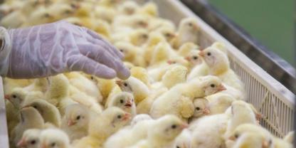 Der Markt für Geflügelfleisch boomt. Wie kann also der Einstieg in die Hähnchenmast gelingen? Ein alter Hase im Geschäft gibt Landwirten, die neu einsteigen möchten, wertvolle Tipps.