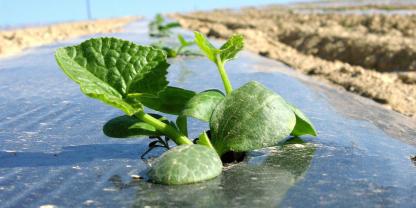 Diese Folie schützt den Kürbis - sie wird aber wahrscheinlich Mikroplastik auf dem Acker zurücklassen. Dieses Problem soll mit neuen biologischen Folien gelöst werden.