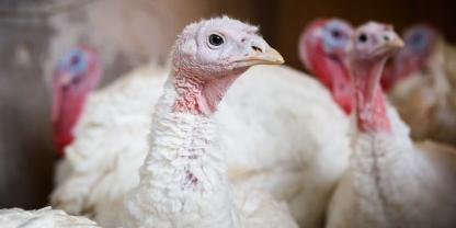 Puten-AdobeStock_411812275