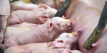 Die Ferkel müssen rasch an die Zitzen kommen und ausreichend Kolostrum aufnehmen. Bei Sauen mit PPDS ist das problematisch.
