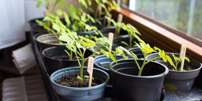 Junge Tomatenpflanzen