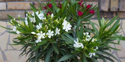 Damit Oleander im Kübel jedes Jahr blüht, braucht er einen regelmäßigen Schnitt.
