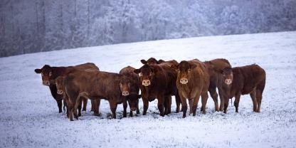 Rinderherde-Winter-AdobeStock_551617836