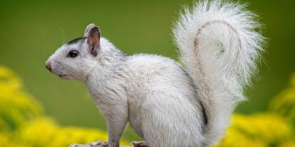 Eichhörnchen mit Leuzismus