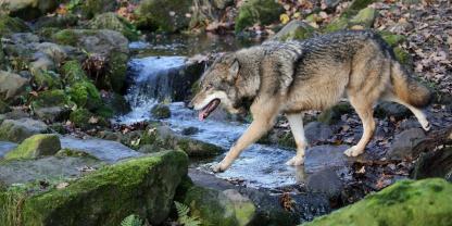 Daten eines schwimmenden Wolfes wurden nun in der Schweiz gesammelt.