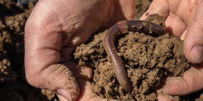 Der Regenwurm liebt Vielfalt.