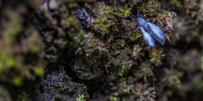 Die Biodiversität auf bayerischen Wiesen hält sich in Grenzen.