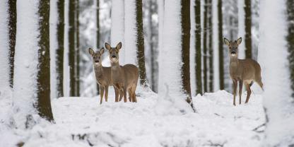 Vielerorts leidet Wild unter den derzeitigen Wetterbedingungen.