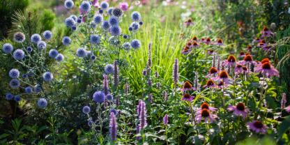 Blütenfarben beeinflussen Stimmung und Raumgefühl im Garten. Ihre geschickte Kombination macht Beete lebendig und ausgewogen..