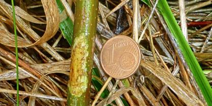 Fraß an einem Apfelreiser in der Größe einer 1-Cent-Münze. 