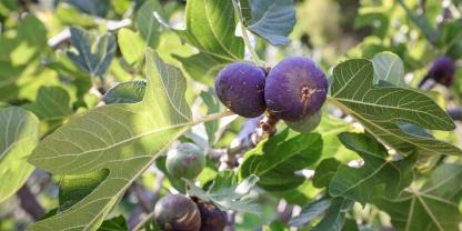 Mit der richtigen Sorte klappt die Feigenernte auch in kälteren Gegenden.