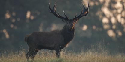 In der Schweiz wird die Jagdzeit auf Rothirsche verlängert.