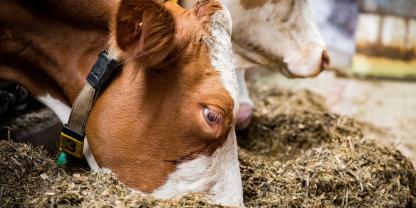 Rinderpreise_219948291