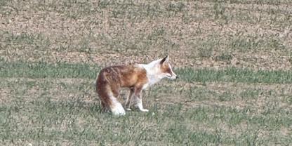 „Gescheckter“ Fuchs – ein Pigmentmangel ist die Ursache.