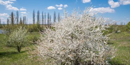 Die weißen Blüten der Schlehe sind von Weitem sichtbar.