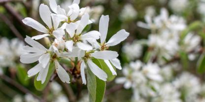 Schon im zeitigen Frühjahr locken die sternförmigen Blüten der Felsenbirne zahlreiche Bestäuber in den Garten.