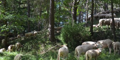 Schafe-im-Wald-AdobeStock_217562743