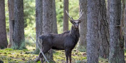 In Brandenburg gibt es Diskussionen über den Fortbestand des Sikawildes.
