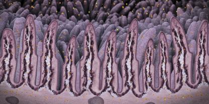 Die Darmoberfläche wird von einer enormen Vielfalt an Bakterien besiedelt, die in ihrer Gesamtheit das Mikrobiom bilden.