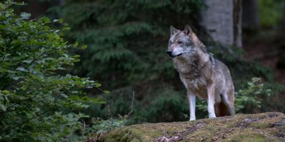 Der Hornisgrinder Wolf darf erlegt werden.