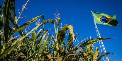 Ein Maisfeld unter einer brasilianischen Fahne.