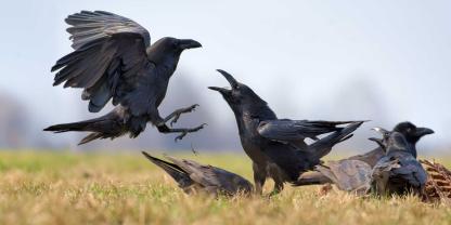 Raben werden vorwiegend als Aasfresser beschrieben (Symbolbild).