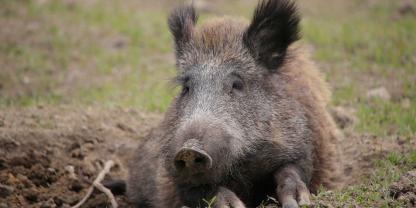 Die Präventions-Maßnahmen gegen die ASP zeigen Wirkung.