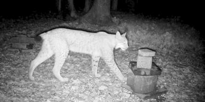 Etabliert ein Luchs sein Revier im Sauerland?
