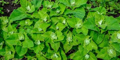 Die Gartenmelde ist ein fast vergessenes, aber vielseitiges Blattgemüse.