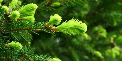 Ein früher Austrieb macht noch kein stärkeres Wachstum.